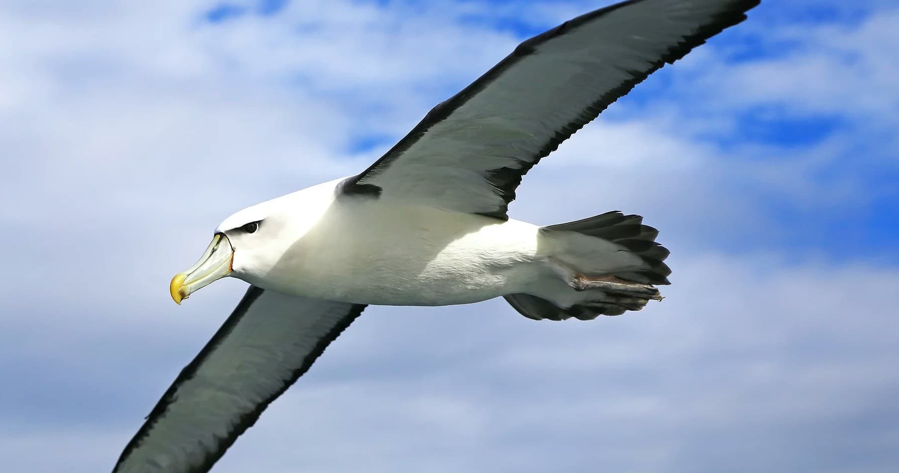 1/2 Day Pelagic Birding Trips