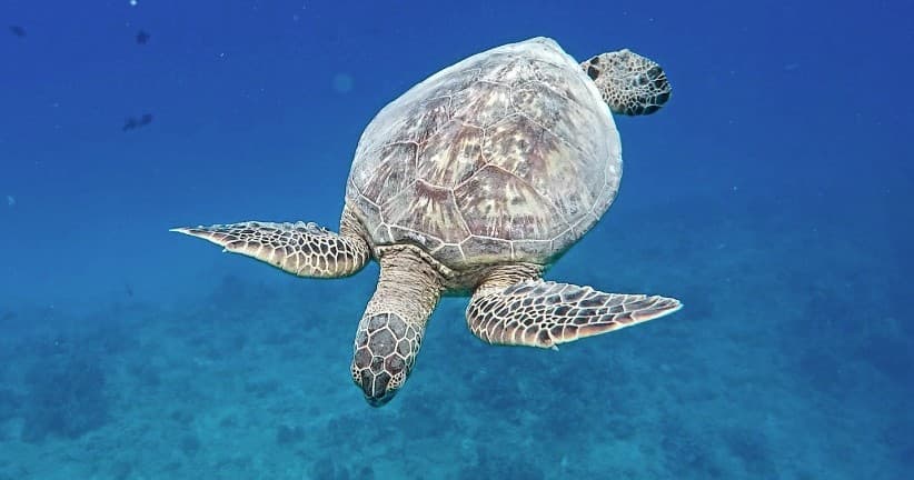 Snorkel Cruise