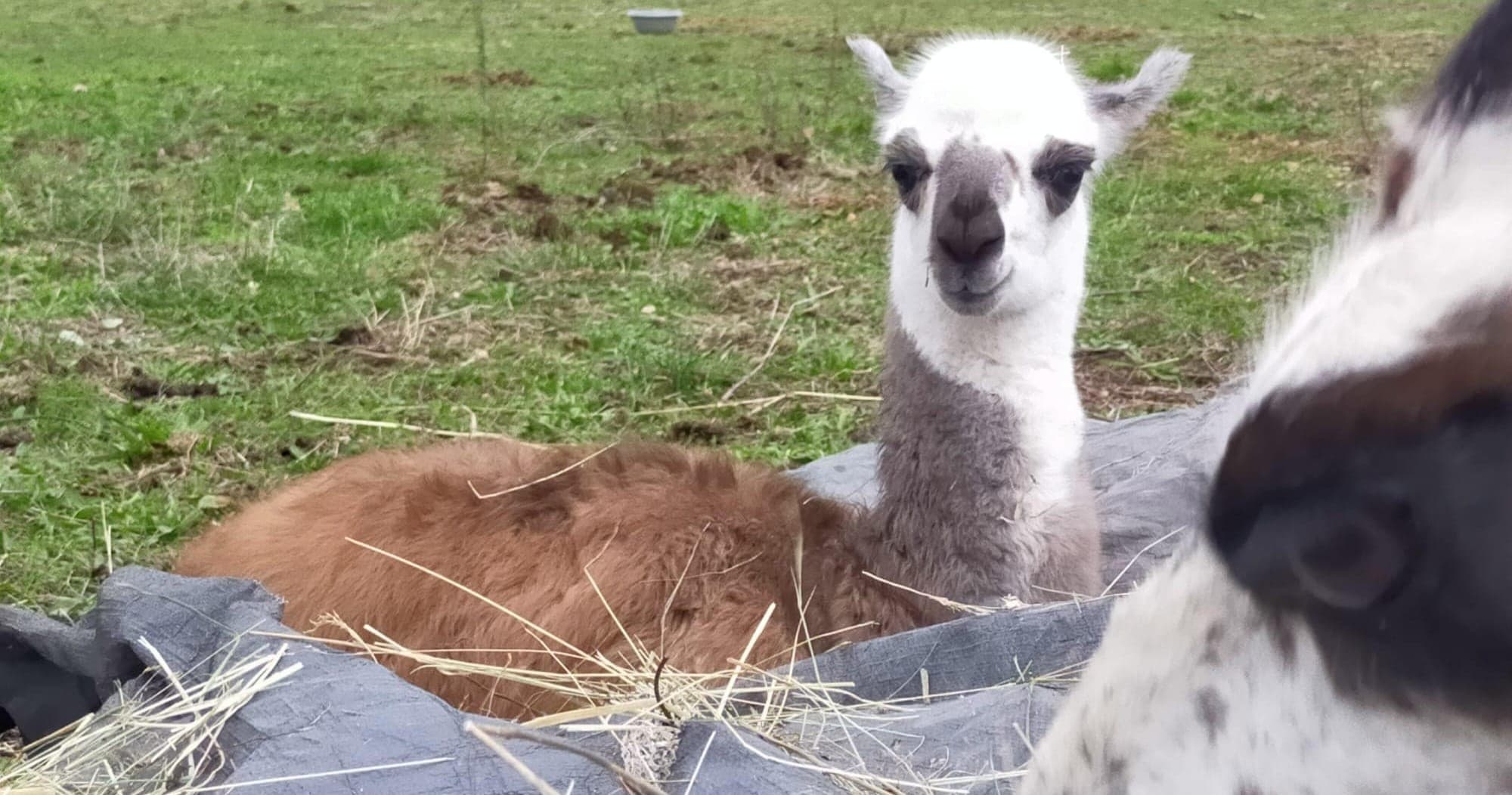 Llama Farm Experience