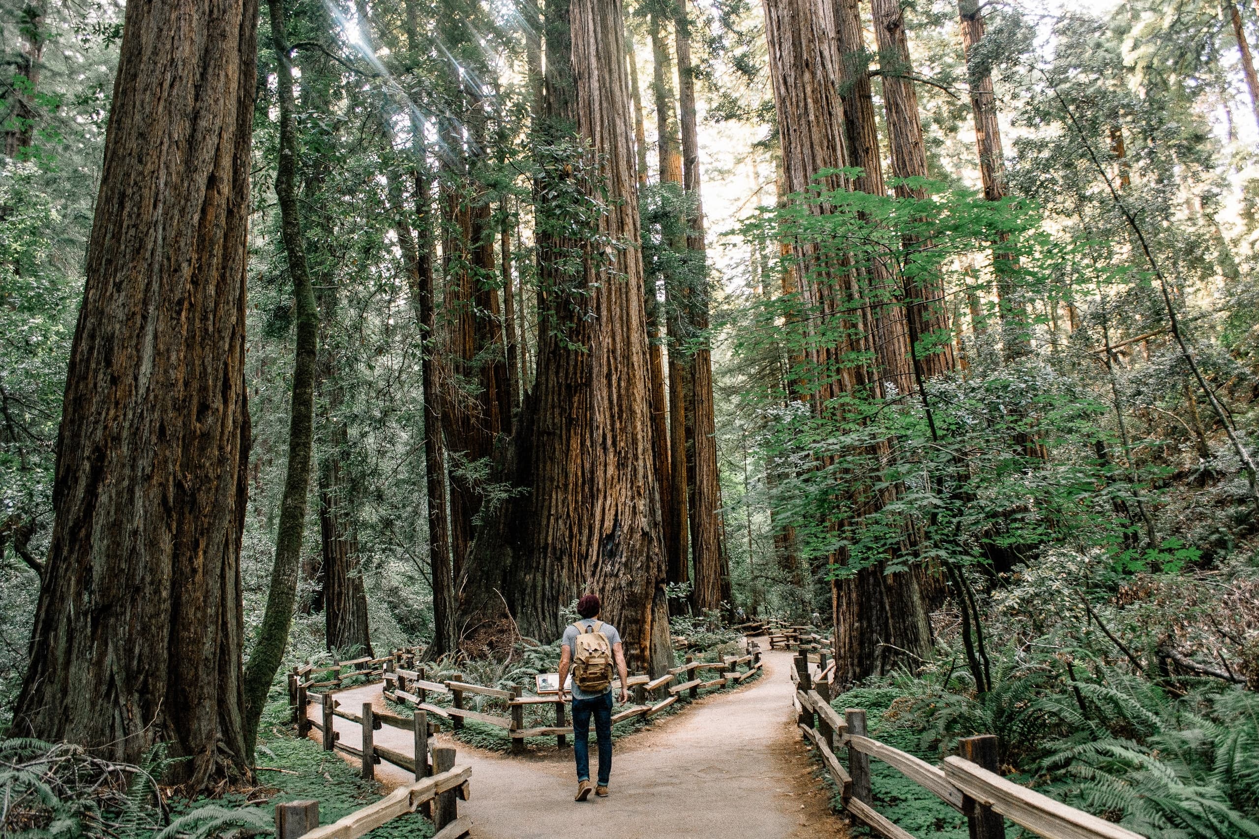 Seaplane - Muir Woods & Aerial Adventure: Hike Among Redwood Giants & Fly Over the City Skyline
