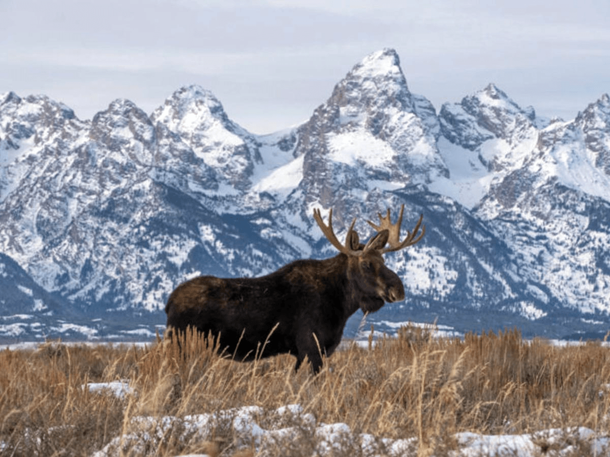 Grand Teton Winter Wildlife Tour