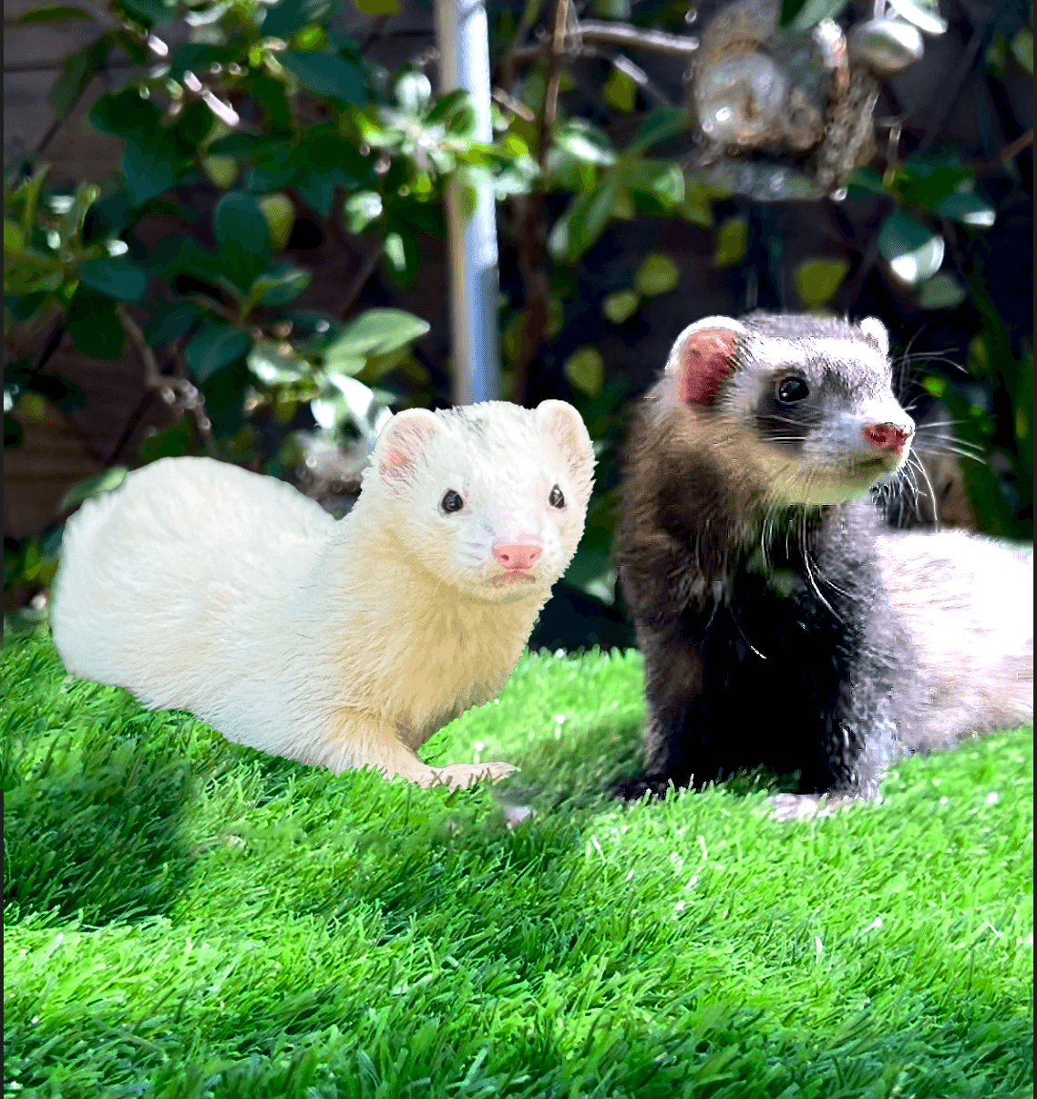 YMCA of San Diego County - Animal Program