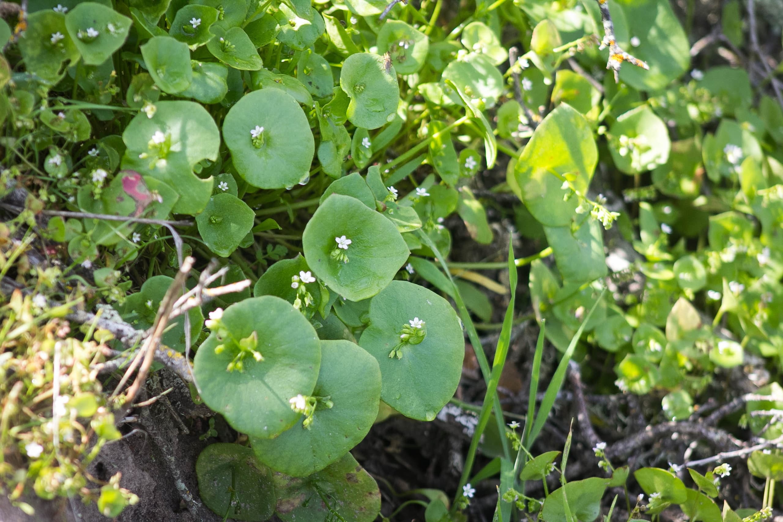 Foraging Tour