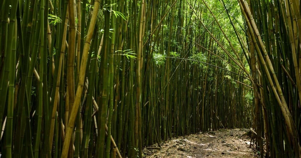 Jungle Mountain Bike Adventure