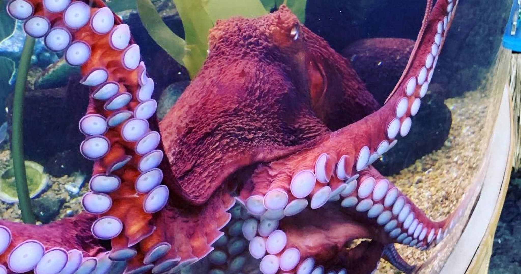 Invertebrate Investigations
