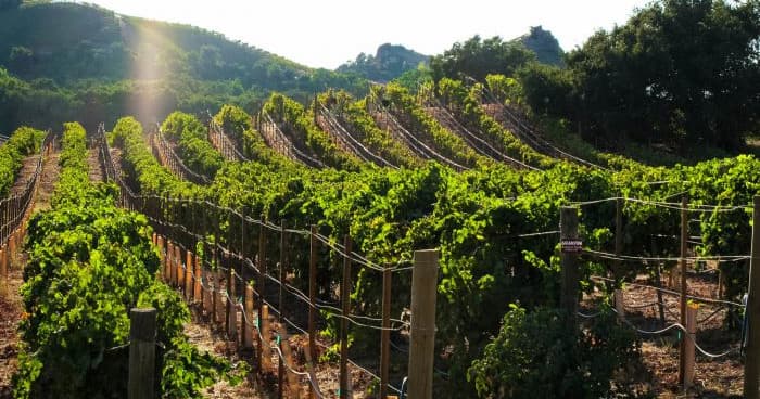 Malibu Wine Tasting