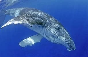 Ultimate Hawaiian Cruise Ship Scuba and Snorkeling Experience