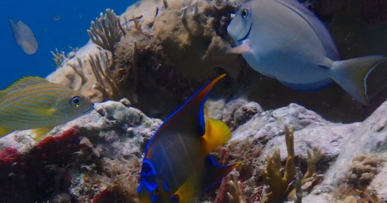Snorkel Excursion Starting at Haulover