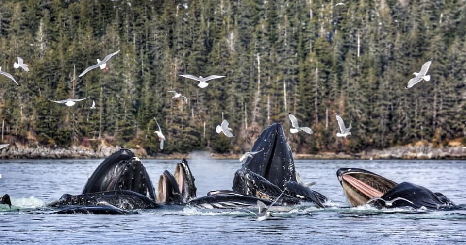 Whale Watching & Wildlife Quest