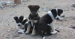 DogGoneIt Tour