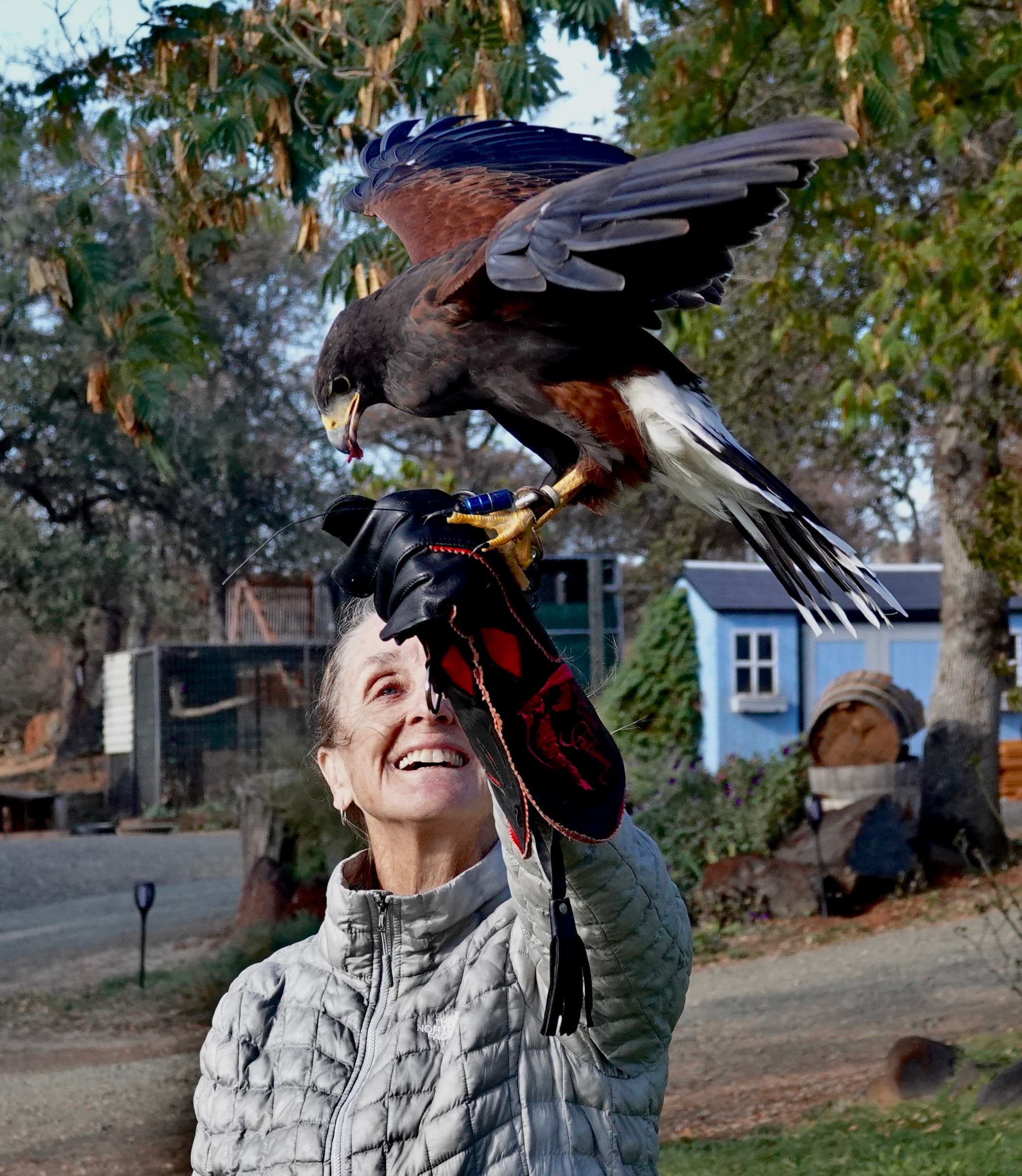 Basic Falconry Lesson