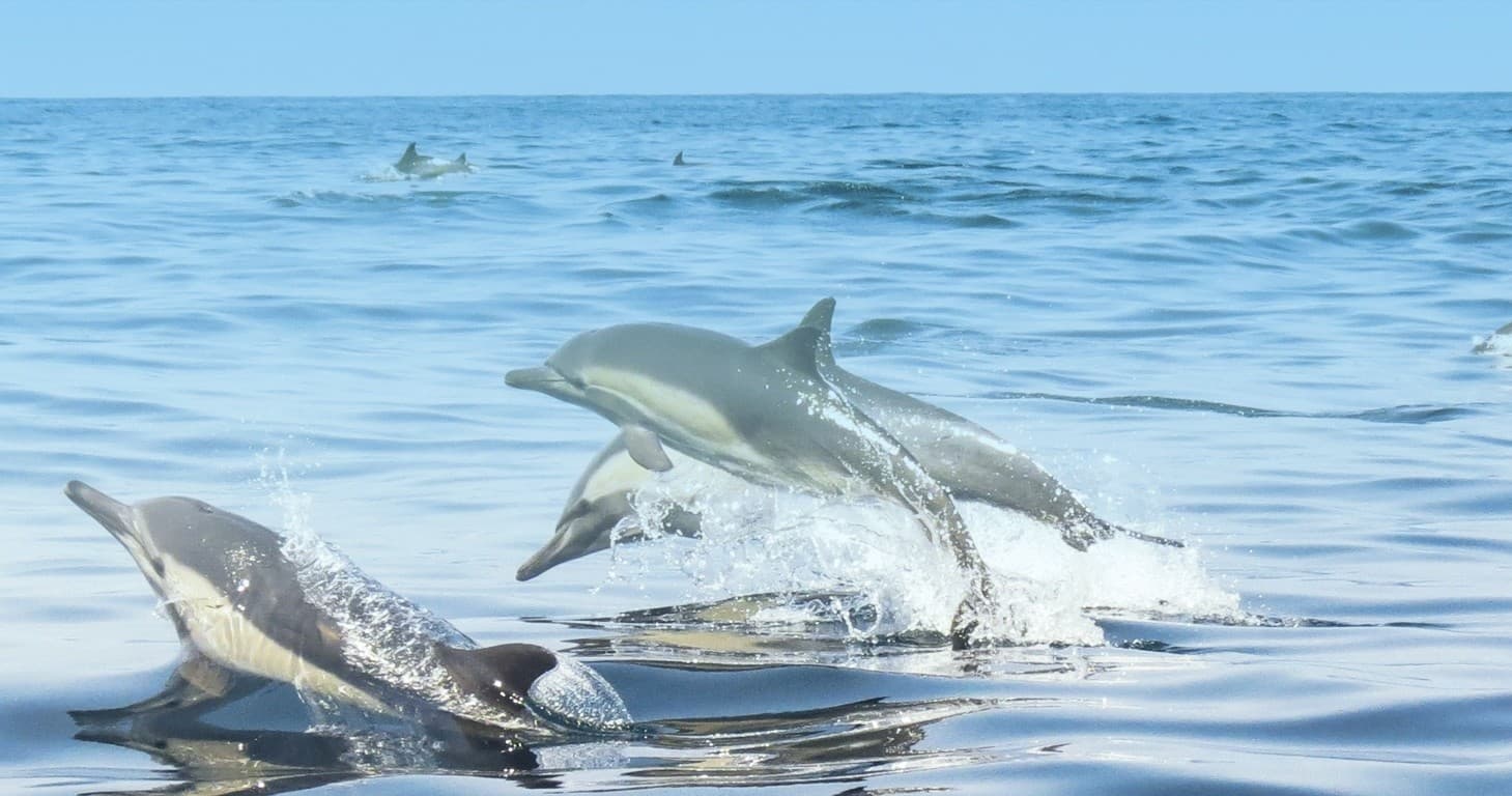 Classic Whale & Dolphin Tours