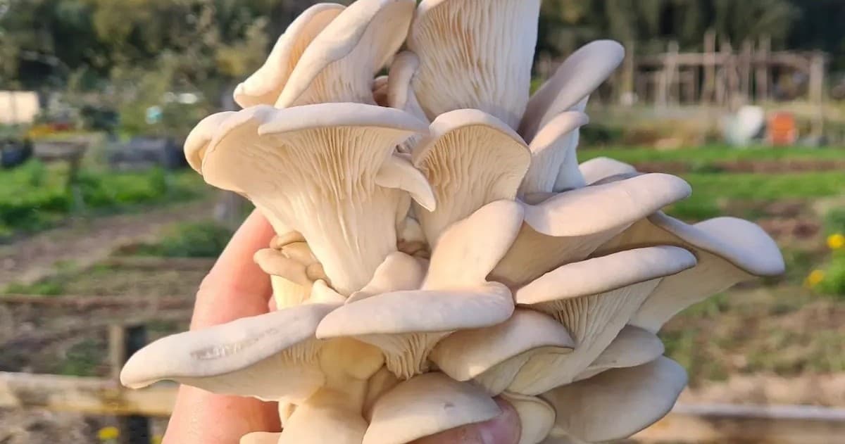 Wine and Mushrooms Experience