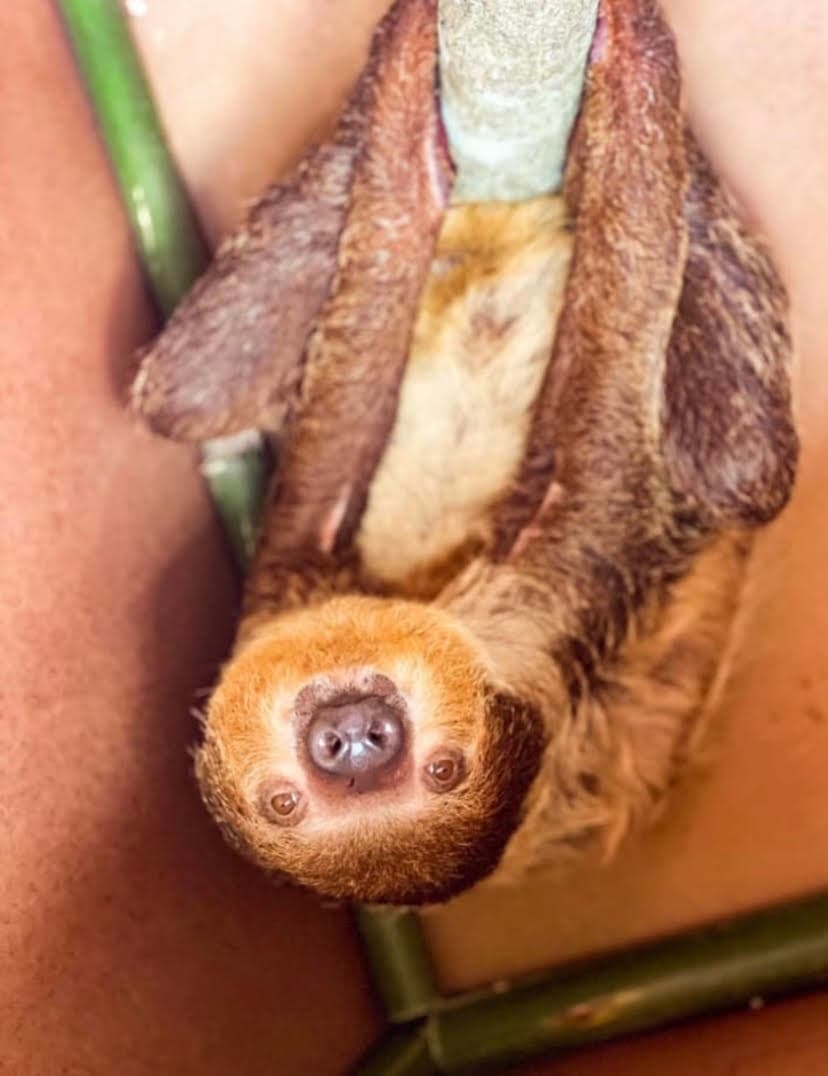 Sloth Encounter