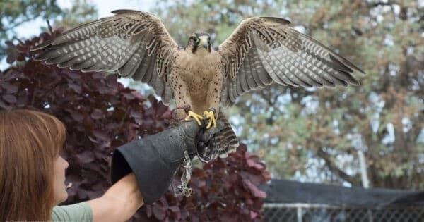Falcon Excursion