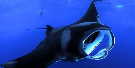 Manta Ray Night Adventure