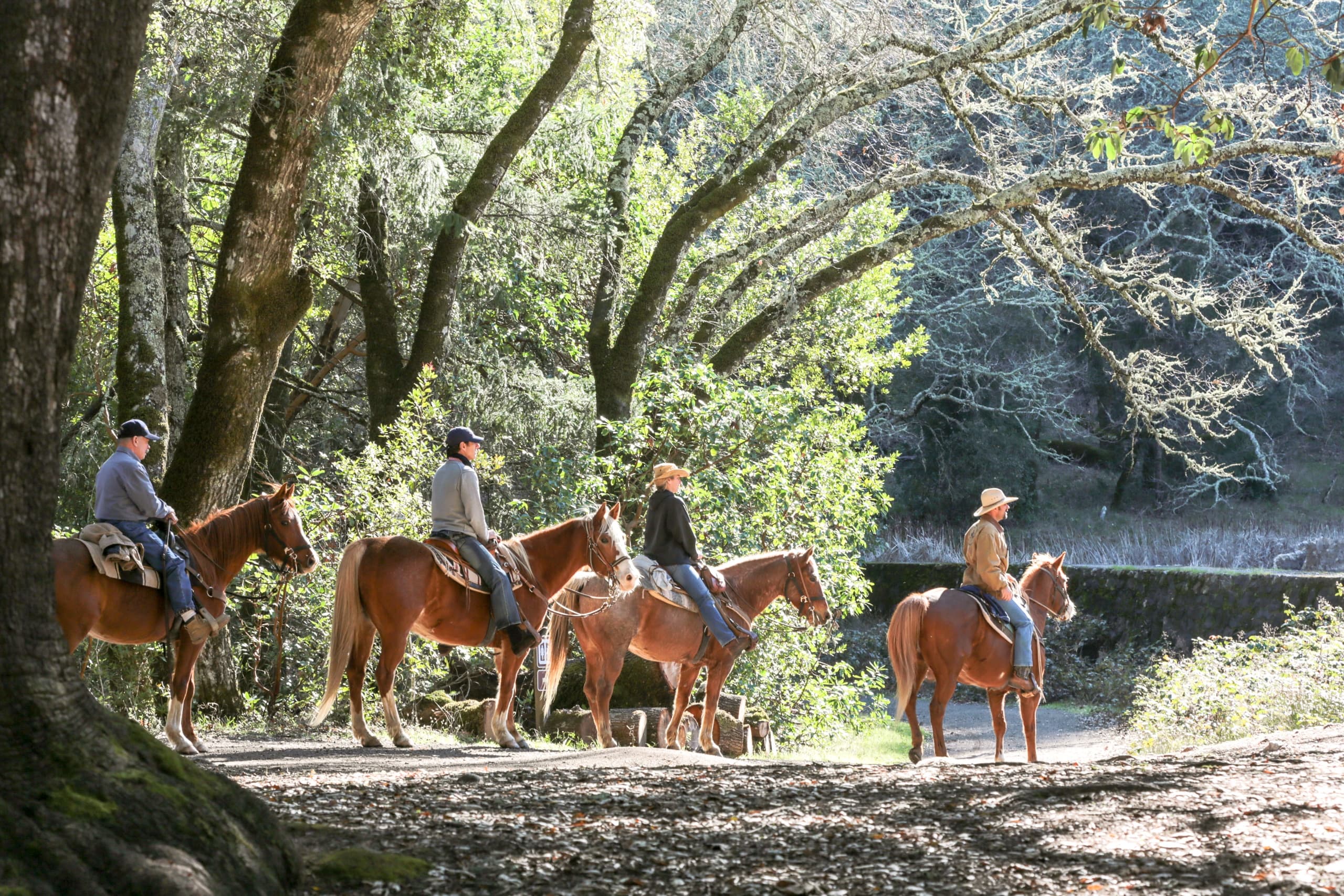 1.5 Hour Private Ride at Jack London State Park