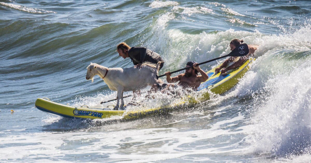 Surf Goat Day