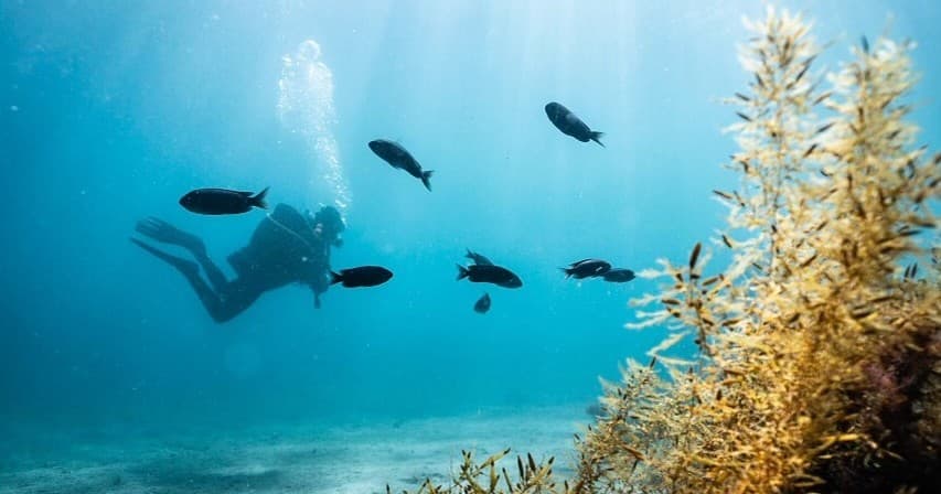 PADI Open Water Certification Course: BRONZE TIER