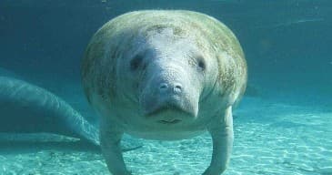 Private Manatee Tour