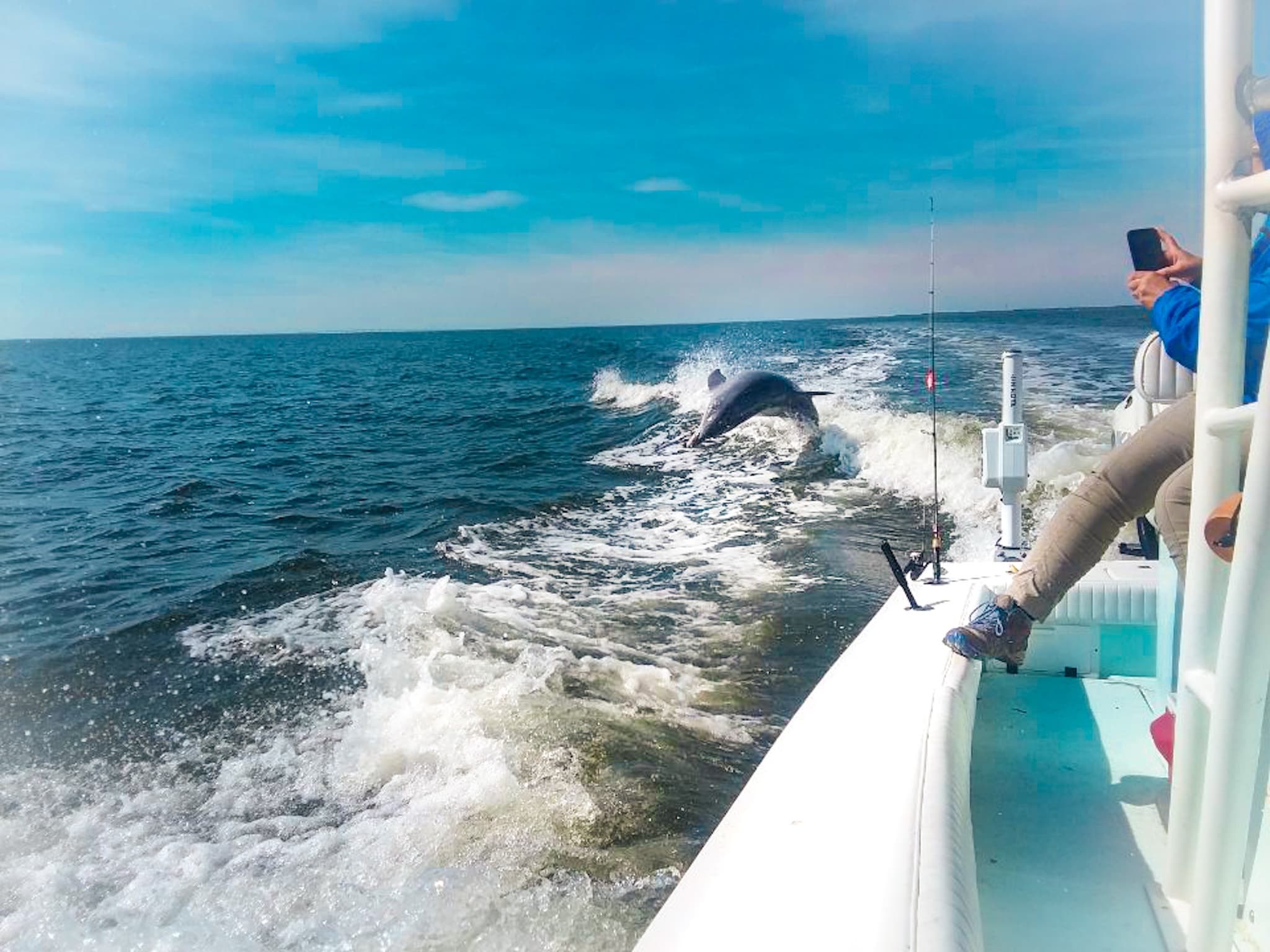 Dolphin Watching & Shelling Boat Tour
