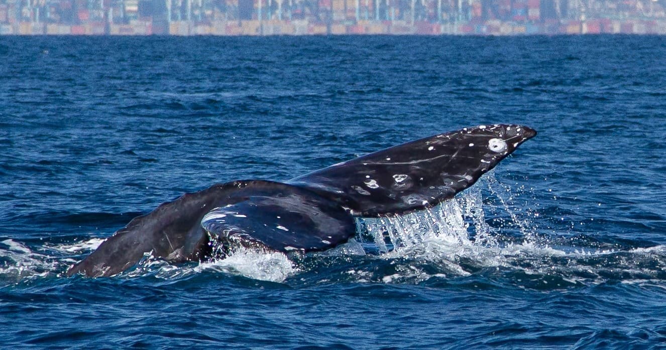 Private Splash Zone!! Dolphin and Whale Adventure