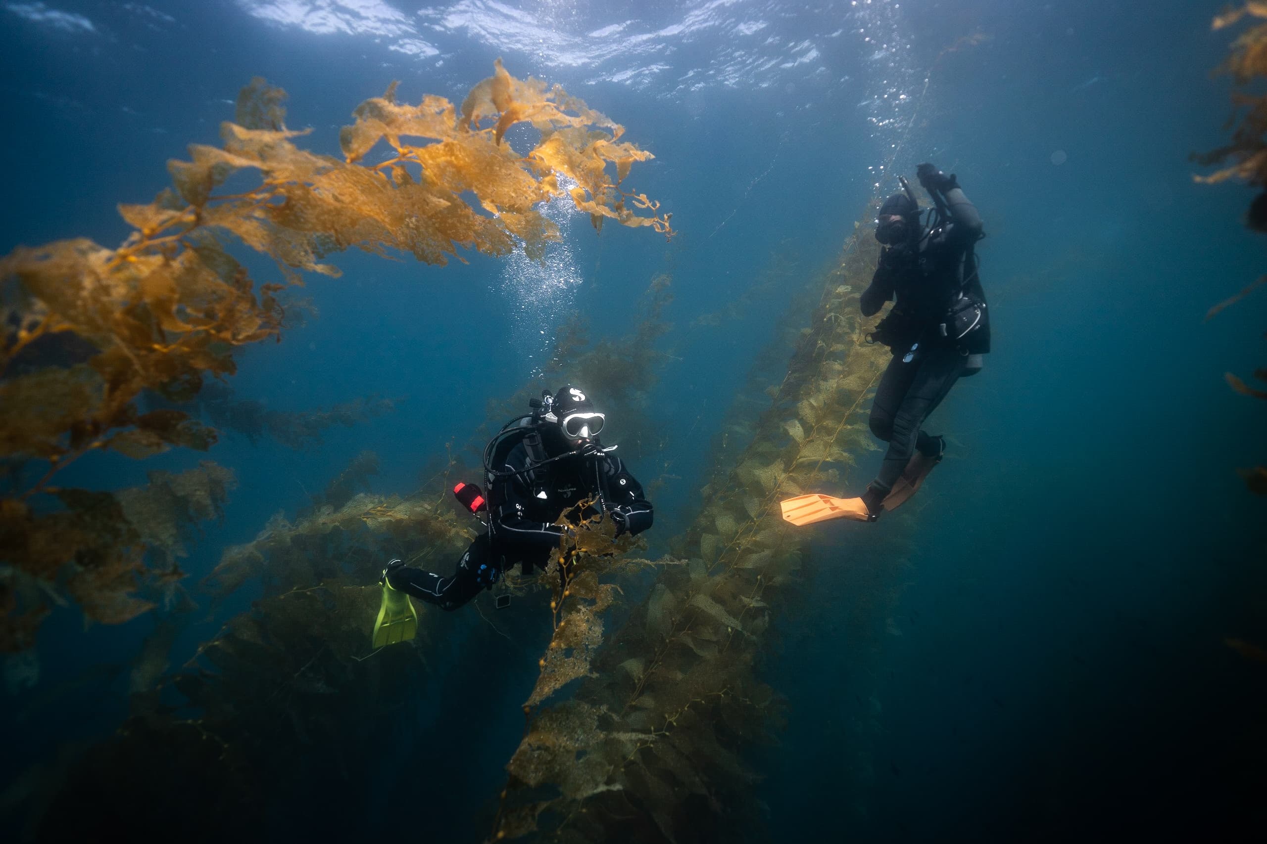 San Diego Kelp forest SCUBA Boat diving experience