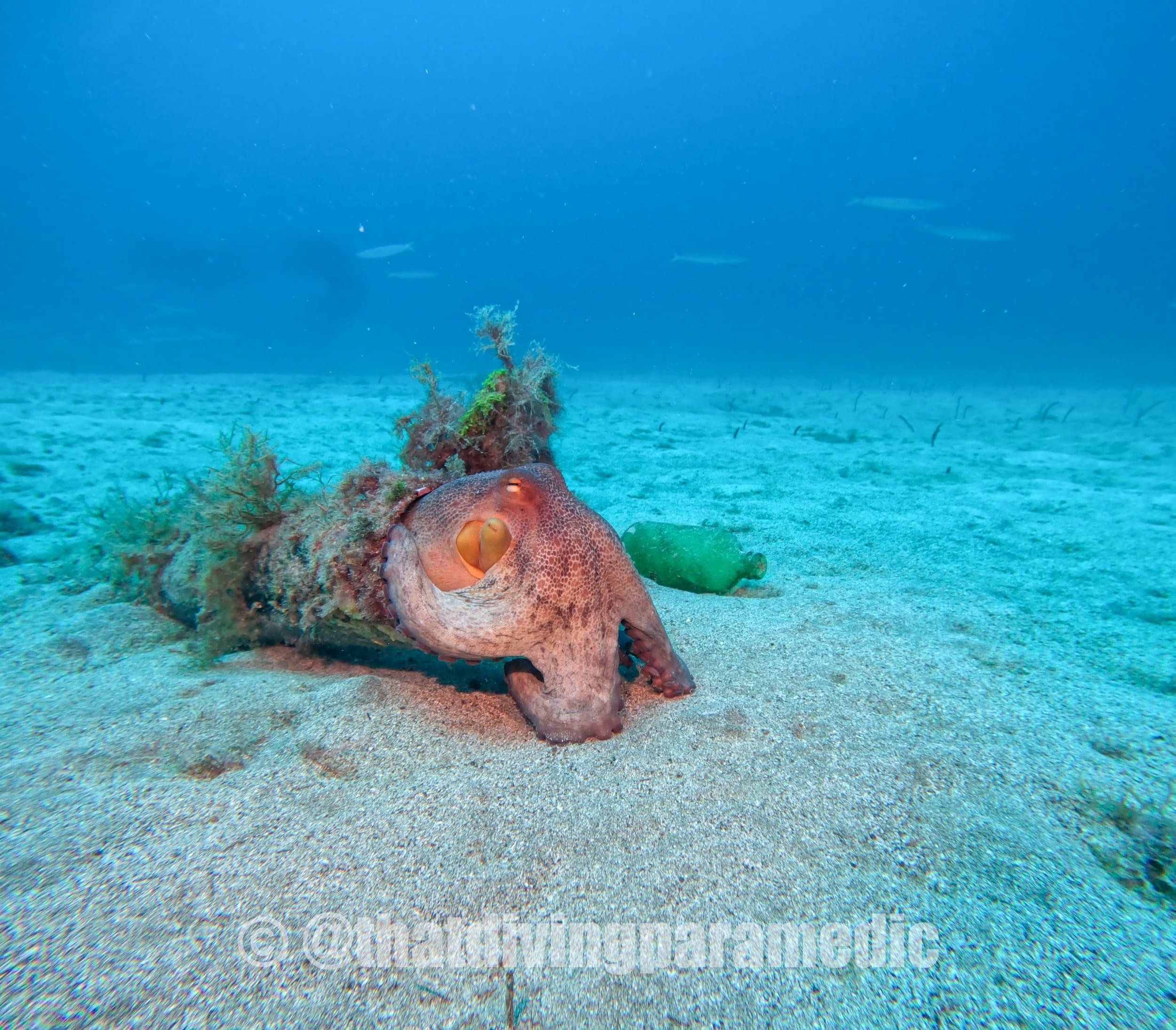 Guided Shore Dives