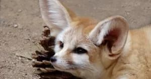 Fennec Foxes & Friends