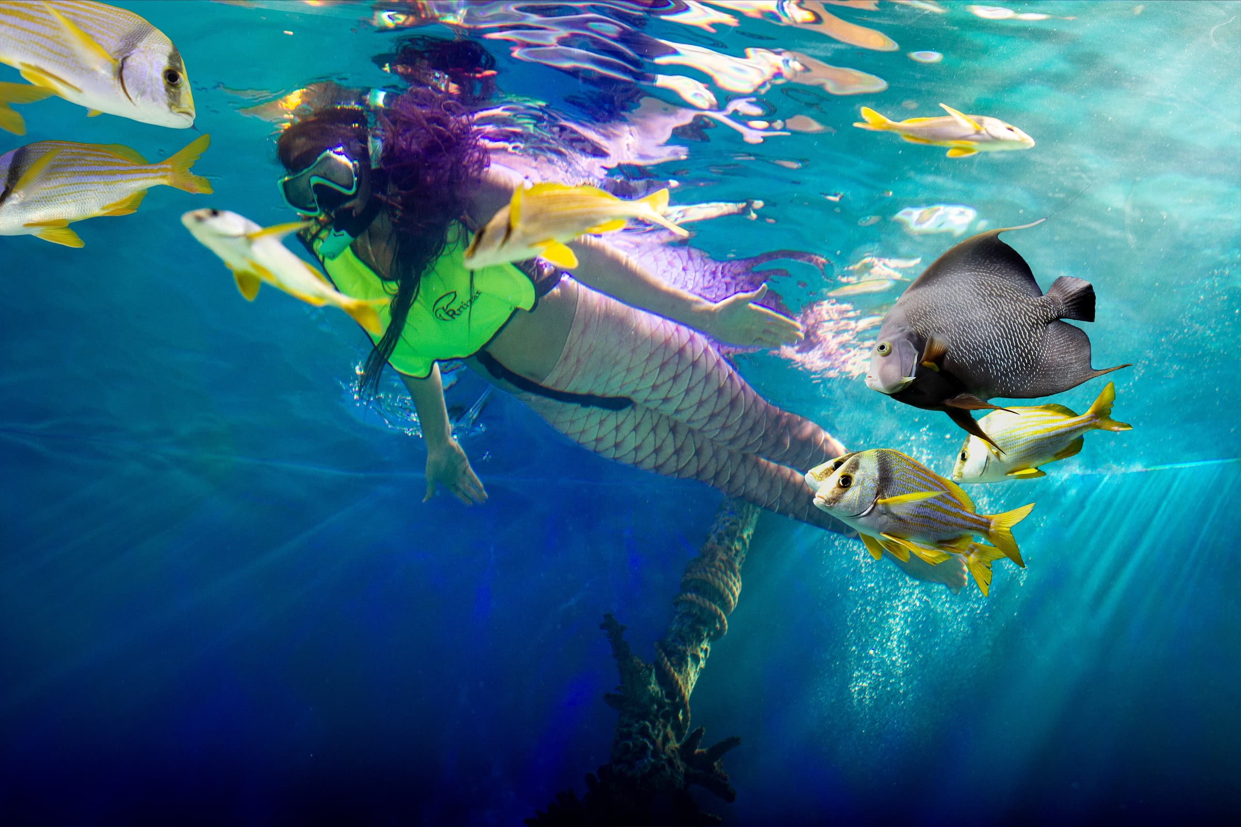 Swim with the Fish Experience