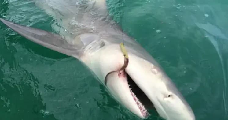 Shark Fishing Charter