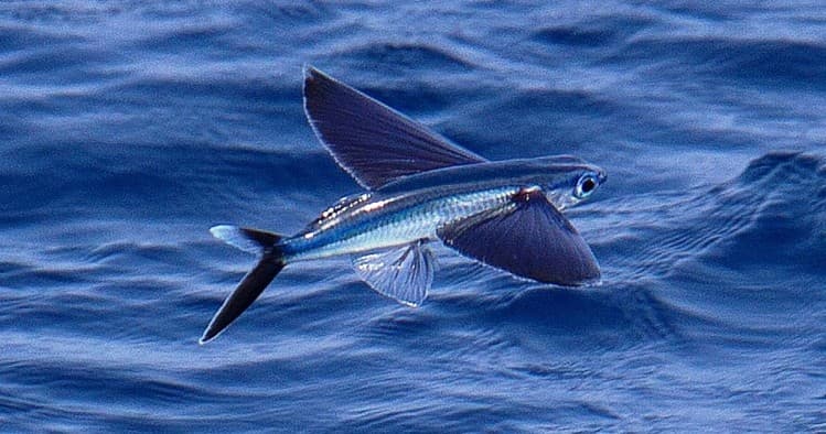 Flying Fish Voyage