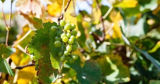 Private Santa Ynez Wine Tasting