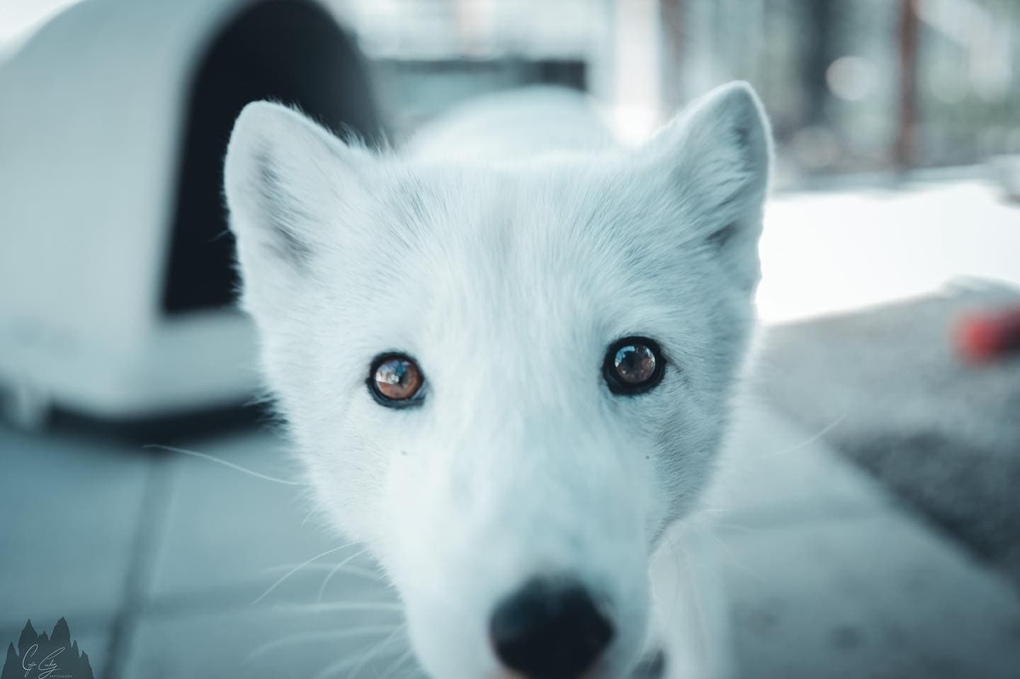 Interactive Canid Encounter