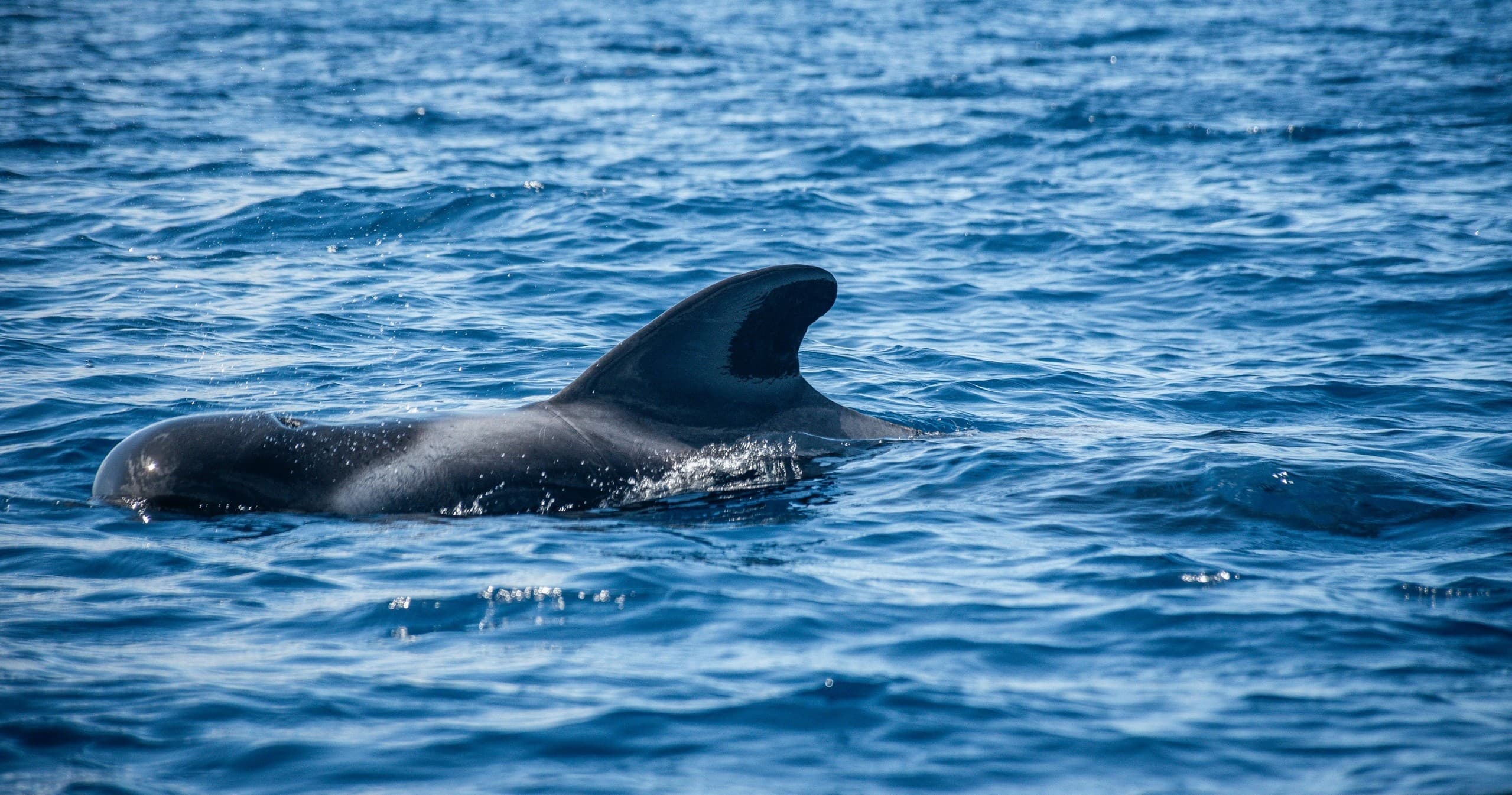 Whale Watch