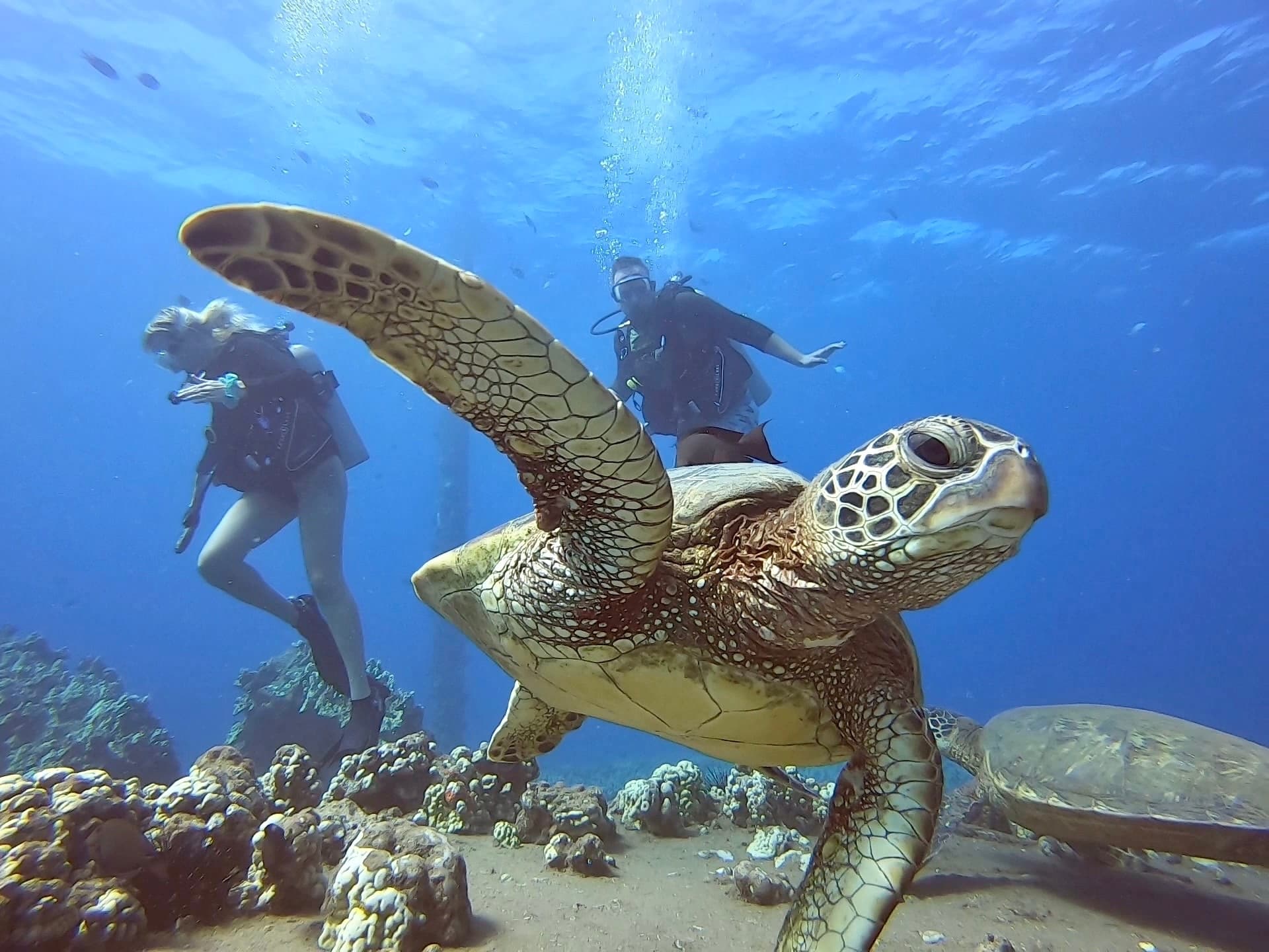 Shark-Turtle-Wreck-NIGHT Pkg