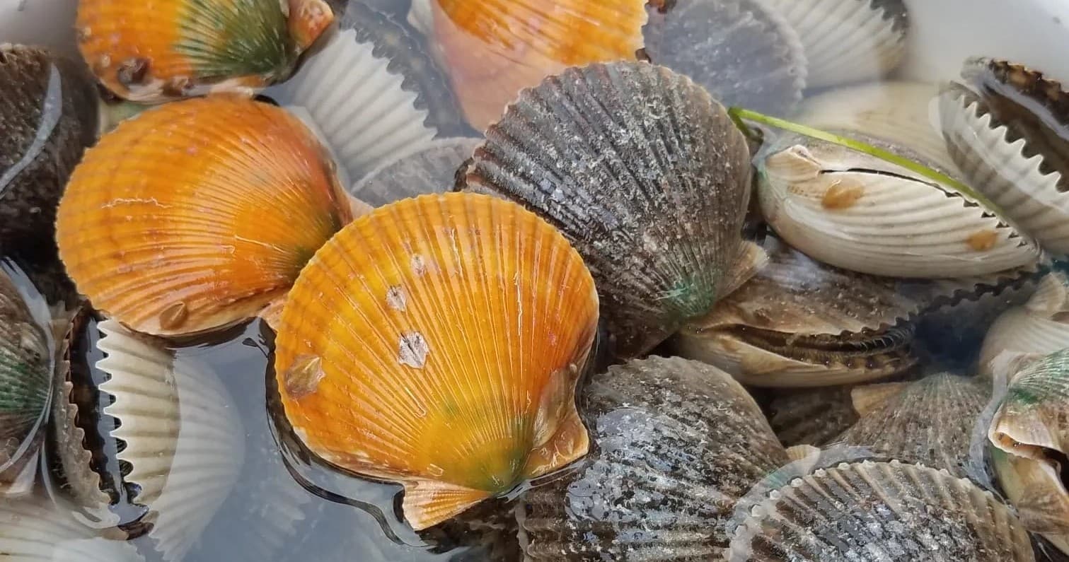 Scallop Charter