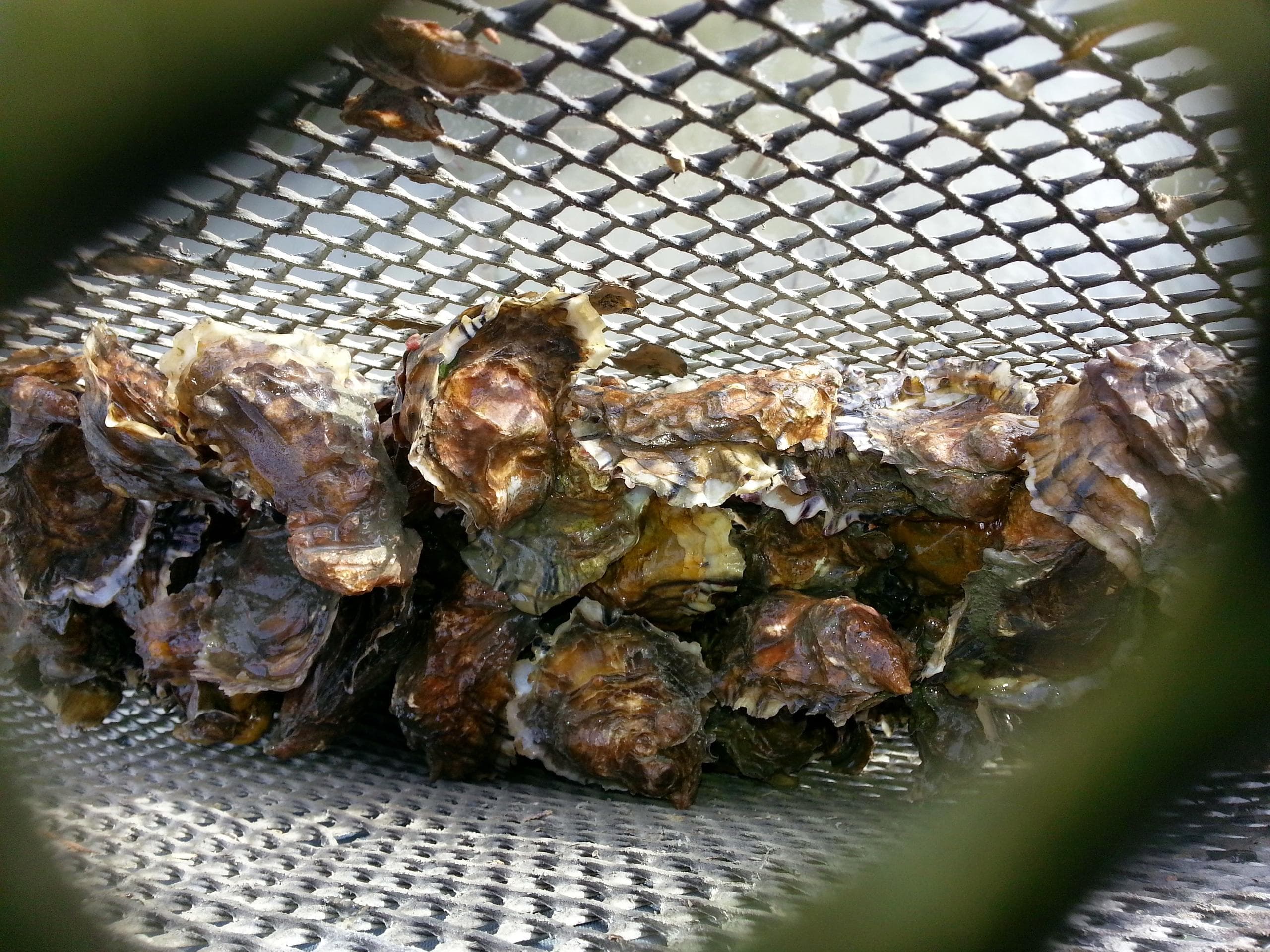 Humboldt Bay Oyster Tour