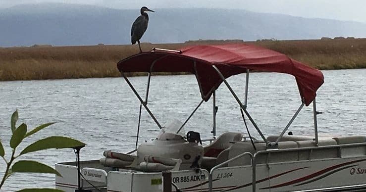 Pontoon - Red/White