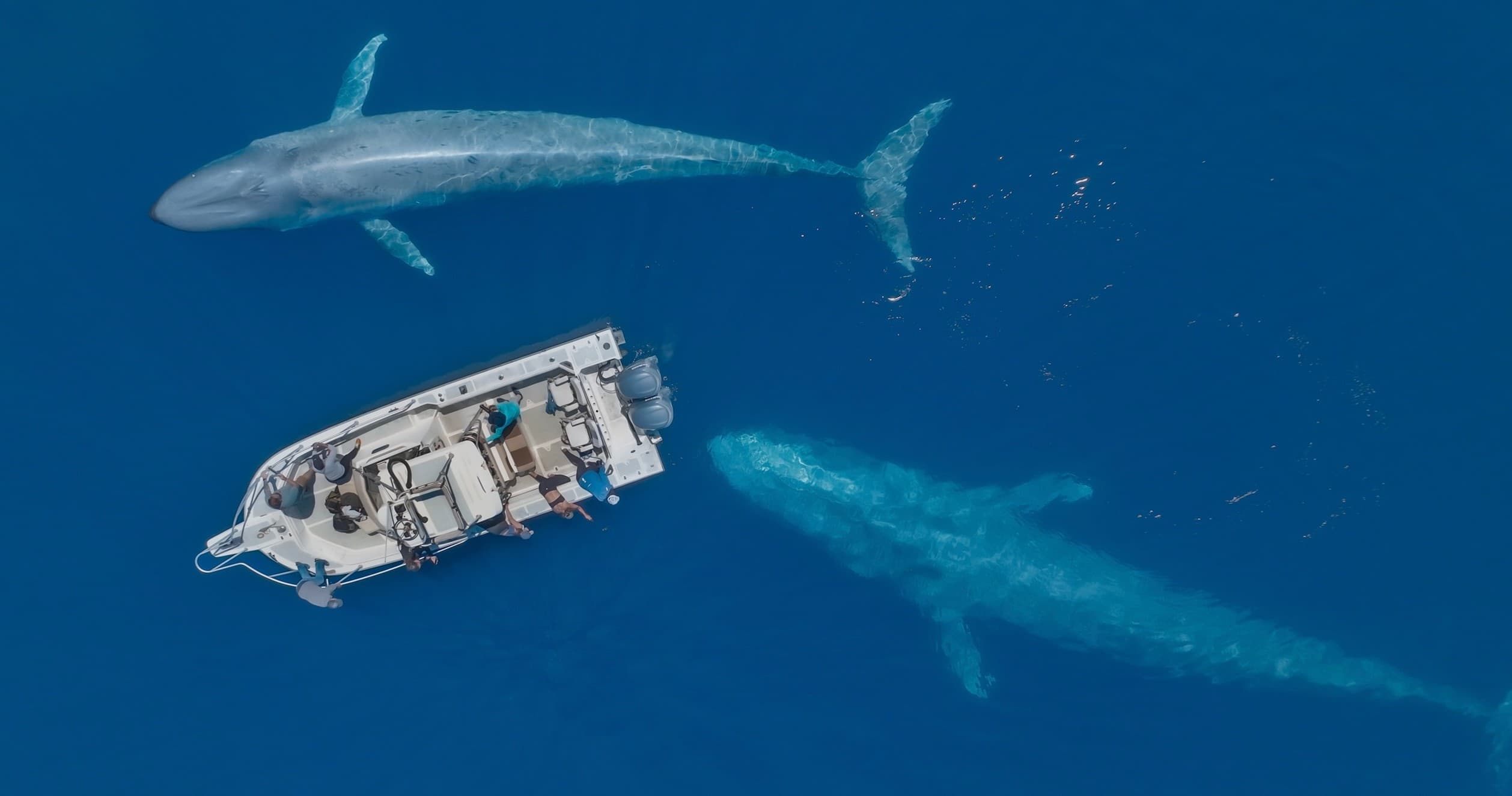 2025 Extended Blue Whale Excursions 6 Passenger Boats (4-10hrs)