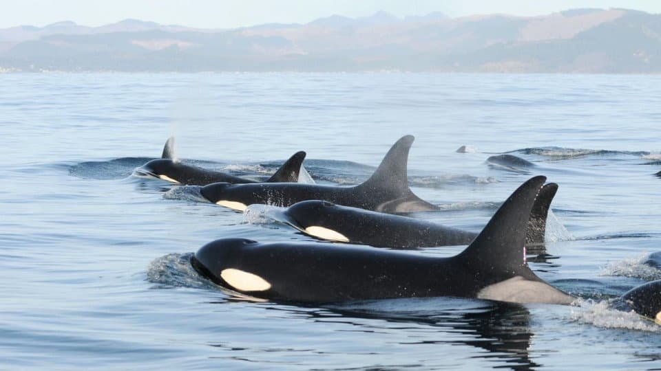 Whale Watching
