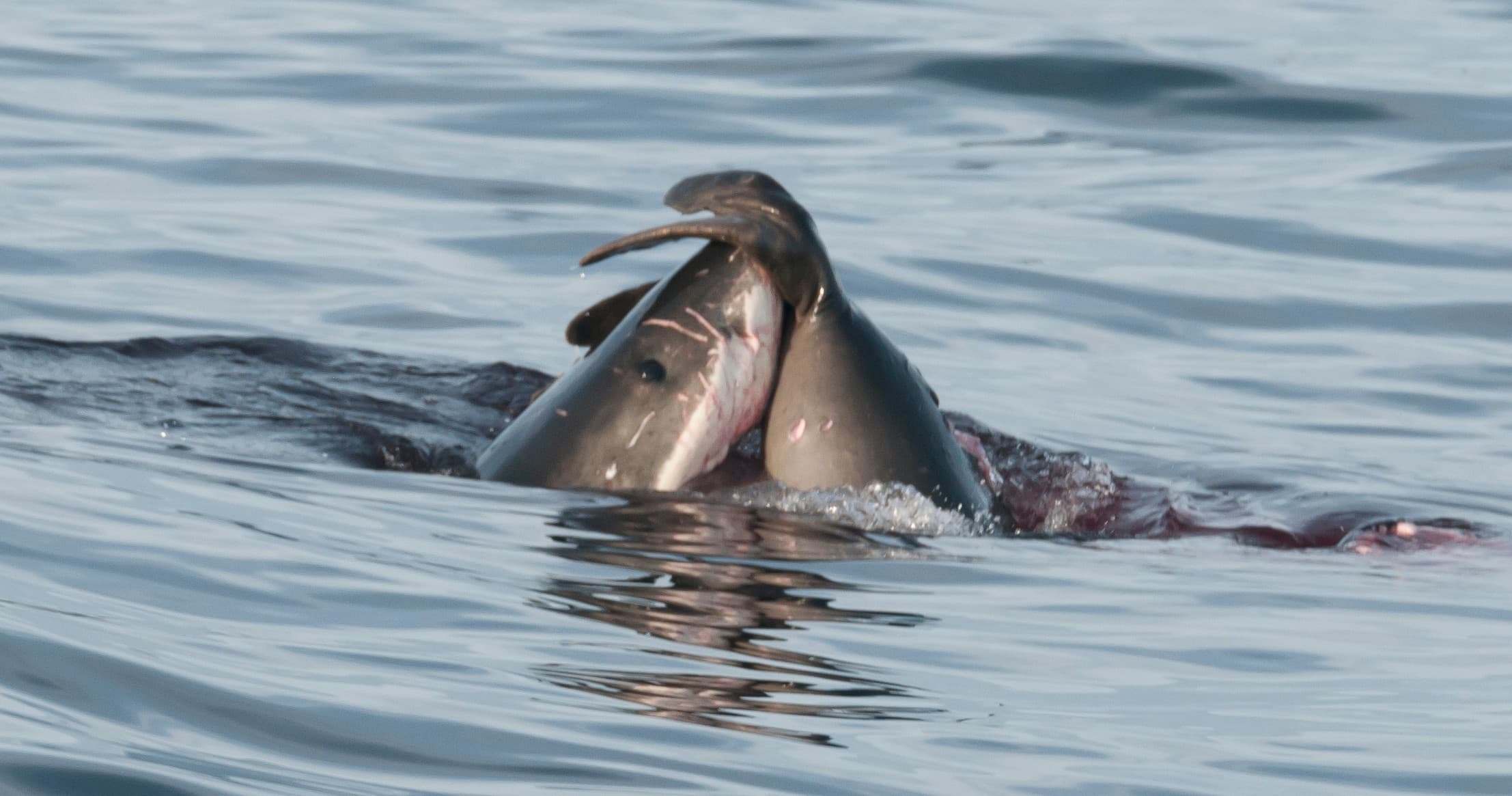 Great White Sharks Año Nuevo Island