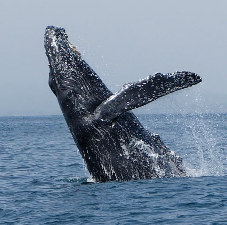 Dolphin & Whale Watching
