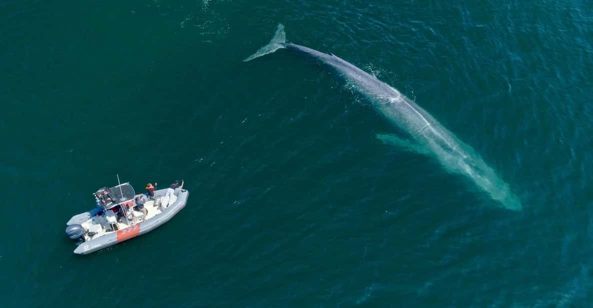 Blue Whale Expedition 2025