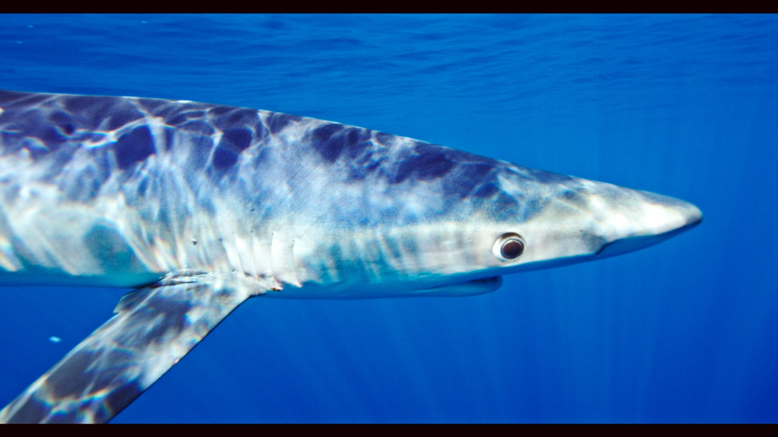 Blue and Mako Shark Snorkeling Expedition (6Hrs)