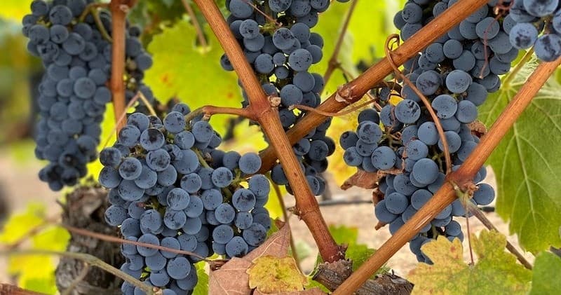 We Drive Your Car - Napa Sonoma Wine Tours (Large Group)