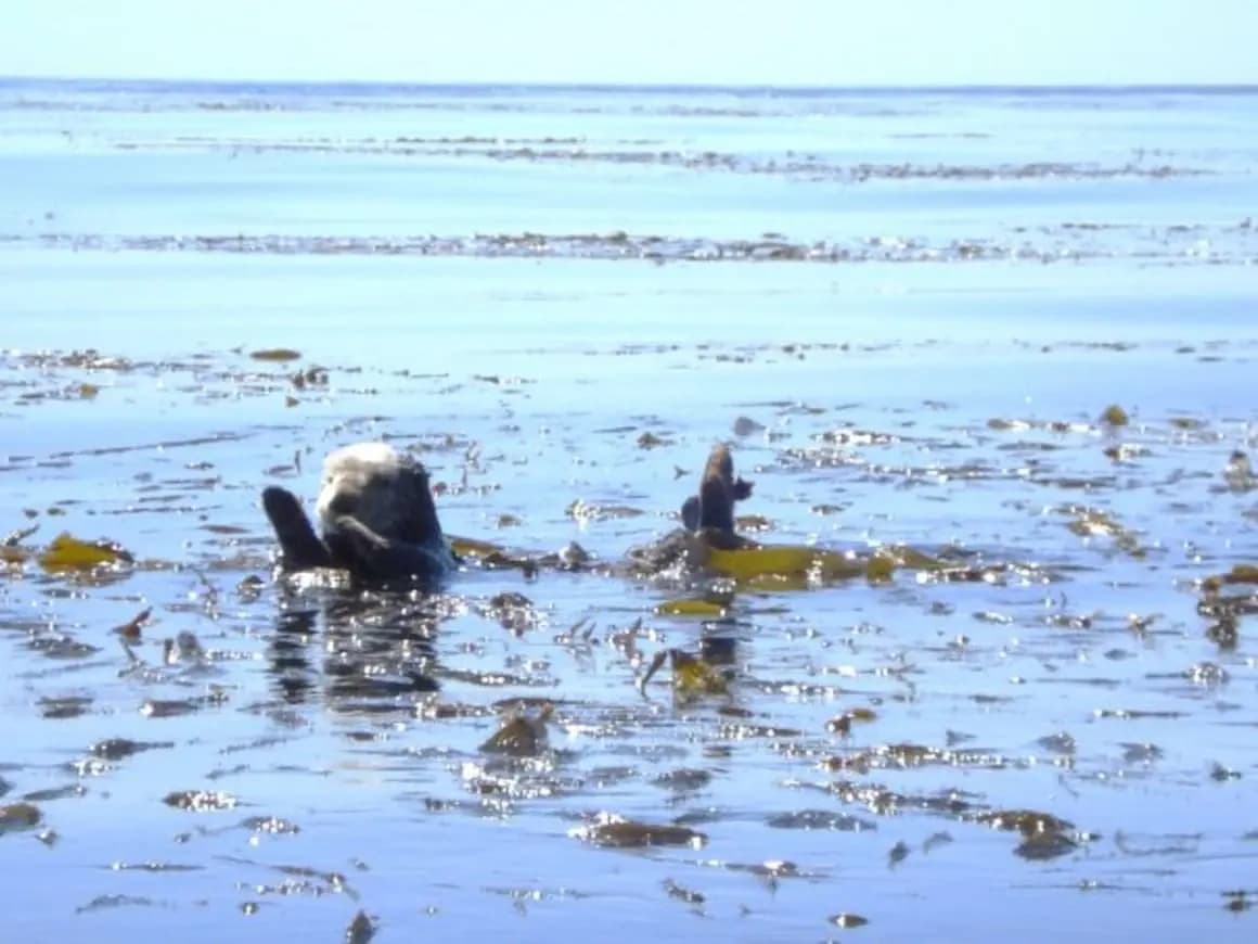 Santa Cruz Wildlife Tour