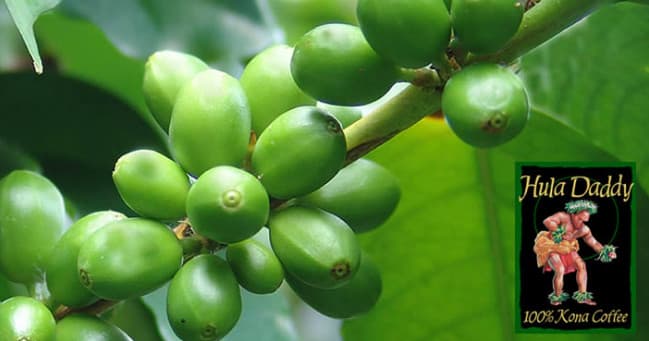 Hula Daddy Coffee Plantation Tour