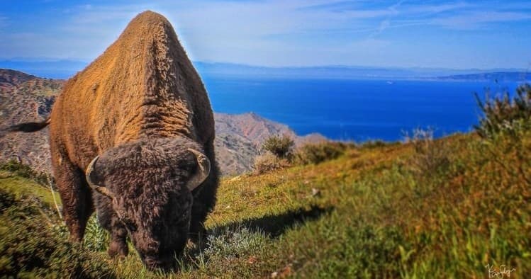 Bison Expedition