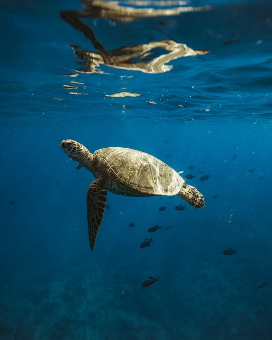 Private Catamaran Cruise & Snorkeling Keanuenue""